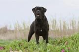 CANE CORSO 560